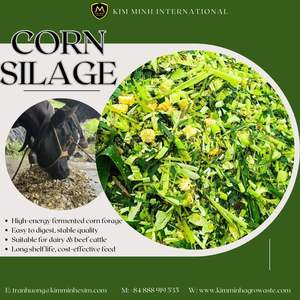 Silaje de Maíz de Alta Energía con Piel de Piña para Ganado Lechero y Bovino, Empaque Jumbo Bag de Kim Minh International - Product Image 1