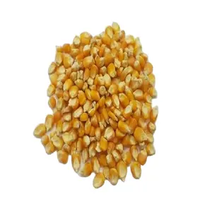Желтая Кукуруза высшего качества доступна для продажи по хорошей рыночной цене