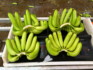 Banane Cavendish du Vietnam Fruits tropicaux frais Exportateur fiable Prix compétitif Approvisionnement - Product Image 3