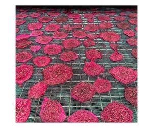 Export <b>Quality</b> Dehydrated Dragon Fruit Direct From Vietnam Factory - Natural Dehydrated Dragon Fruit For Food Industry - Product Image 6
