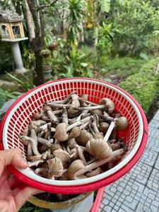 Champignons entiers frais naturels de la région du Delta du Vietnam, Ms. Nancy, saveur riche, champignons de qualité supérieure pour la cuisine, vente en gros - Product Image 1