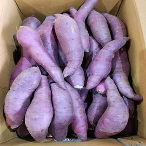 มันม่วงอูเบะออร์แกนิคธรรมชาติสดใหม่ ขนาด 5.5 ซม. มีสินค้าพร้อมส่ง จัดส่งรวดเร็ว และมีราคาขายส่ง - Product Image 1