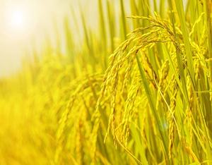 PROTEÍNA DE ARROZ (mín. 80%) Sin Gluten, a Base de Plantas, Alta en Proteínas para Deportes y Alimentos Funcionales, Certificación HALAL KOSHER - Product Image 5