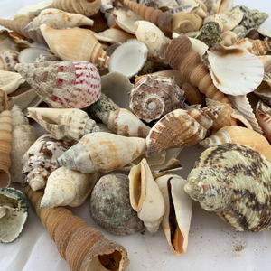 CONJUNTO DE CONCHAS MARINAS MIXTAS Y ESTRELLAS DE MAR NATURALES PARA DECORACIONES DE FIESTAS CON TEMATICA DE PLAYA - Product Image 3