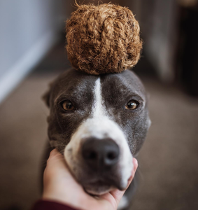 ของเล่นสำหรับสัตว์เลี้ยง-สุนัขเคี้ยวจากใยมะพร้าว/ลูกมะพร้าวสุนัขเคี้ยวของเล่นราคาถูก /hoi Linh SG kimy + 84938616690 - Product Image 6