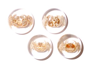 <b>Crab</b> Real Specimen Plastic Cabochon Round 25x25 mm on Clear Flat Bottom for Crafts and Jewelry Making - Product Image 5