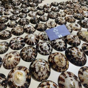 Copa de lactancia con cubierta de concha marina Limpet Shell 2026, la mejor valorada, para recolección de leche y protección del pezón - Product Image 4