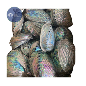 [MEJOR VENDIDO] |   3 Piezas de Conchas de Caracol Pequeñas Multicolores para Decoración del Hogar, Suministros al por Mayor de Vietnam - Product Image 1