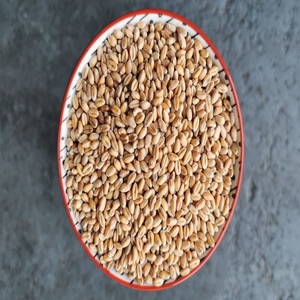 Semillas de trigo duro secas de excelente calidad, adecuadas para la producción de sémola, elaboración de pasta y molienda comercial. Suministro de semillas de trigo duro. - Product Image 1
