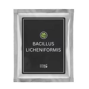 Bactéries lactiques probiotiques Bacillus Licheniformis de la marque IGC, 5 milliards d'UFC, durée de conservation de 18 à 24 mois, provenant du Maharashtra - Product Image 1