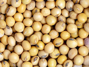 Semillas de Soja No Transgénicas para Alimentación de Ganado, Soja Amarilla de Grado Alimenticio, 18 Meses de Vida Útil, Bolsas de PP de 50 kg - Venta al Por Mayor - Product Image 5