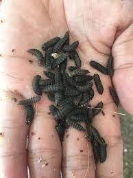 ตัวอ่อนแมลงวันทหารสีดำที่อุดมด้วยโปรตีนสำหรับไก่เป็ดปลากุ้งสัตว์น้ำ - Product Image 4