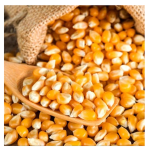 Maíz Amarillo para Alimentación Animal, Grano de Maíz con Alto Contenido de Almidón, Grado Alimenticio, para Ganado, Aves de Corral, Venta al por Mayor, Suministro a Granel, Fabricante, Exportador - Product Image 4