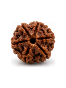 Rudra Gems - Cuentas Sueltas Redondas de Rudraksha Marrón Natural para la Elaboración de Malas, Meditación, Joyería Espiritual, Artesanía, Venta al por Mayor - Product Image 1