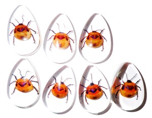 Cabujón de Plástico con Espécimen Real de Insecto Floral, Corte Pera, 46x30 mm, Base Plana Transparente para Manualidades y Joyería - Product Image 6