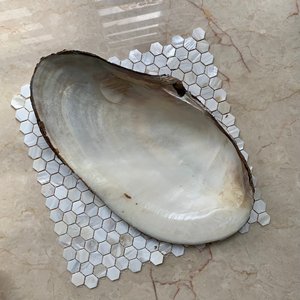 Adorno decorativo costero, conchas marinas naturales a precio de mayoreo, conchas de nácar para manualidades - Product Image 3