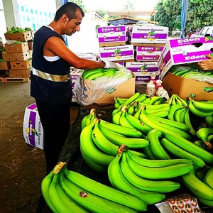 OFFRE SPÉCIALE Bananes Plantain Cavendish Fraîches de Haute Qualité Provenant de Fruits Tropicaux en Stock Prêt à l'emploi Prix de Gros Compétitif - Product Image 6