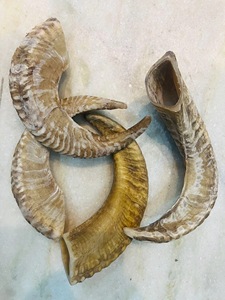 Véritables cornes de brebis naturelles polies pour la décoration et l'artisanat, haute qualité - Product Image 6