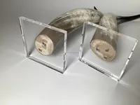 Meilleure pièce décorative en corne de taureau pour la décoration de table et de mur, longue corne de bœuf naturelle, corne de buffle pour la maison, fabriquée en Inde