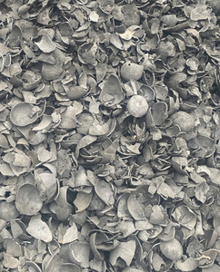 Charbon de coco naturel pour combustible, longue durée de combustion, faible teneur en cendres, charbon de biomasse écologique - Product Image 4