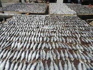 Pescado arenque seco entero envasado a granel, bajo en grasas, origen Vietnam - Product Image 5
