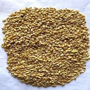 Blé Séché 100% Naturel de Haute Qualité pour la Mouture et l'Alimentation Animale, Durée de Conservation de 12 Mois, Fournisseur en Gros d'Inde - Product Image 1