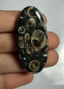 Lote al por mayor de cabujones de ágata TURRITELLA por peso con diferentes formas y tamaños utilizados para la fabricación de joyas, piedra TURRITELLA - Product Image 4