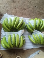 Verse groene bananen, hele, tropisch fruit, gangbare variëteit, onrijp, voor detailhandel en groothandel