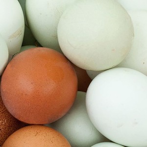 Huevos de gallina blancos y marrones ricos en proteínas naturales, suministrados en cajas frescas con manipulación segura para compradores mayoristas de alimentos. - Product Image 2