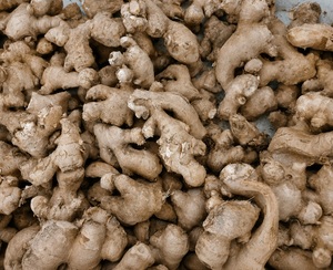 Rizoma de Jengibre Natural, Materia Prima Herbal, Piezas de Rizoma de Jengibre Seco de Primera Calidad, Ingrediente Botánico de Rizoma de Jengibre - Product Image 5