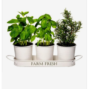 Pot décoratif en zinc de taille moyenne, pièce unique, style ferme, pour plantes d'extérieur et herbes, personnalisable, en promotion - Product Image 2