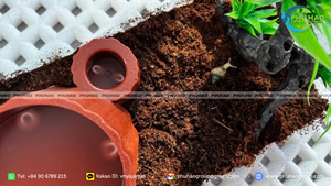Best seller cocopeat <b>block</b> 5kg compressed coconut <b>coir</b> pith safe bedding substrate for insects and reptiles wholesale line - Product Image 5