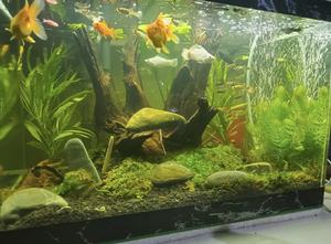 Raíces Naturales con piedra para Acuario - Product Image 3