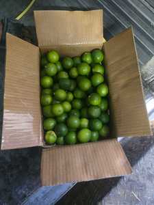 Citron vert sans pépins de qualité export – Origine Vietnam, agrumes frais de première qualité pour les marchés mondiaux - Product Image 3