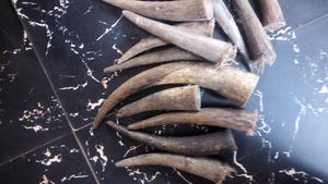 Venta a granel Estilo náutico Agua Búfalo Vaca Cuerno Punta Espacios en blanco Artesanía natural Tratamiento de hipertermia Uso de medicina - Product Image 4