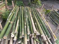 Semillas de Bambú Dendrocalamus Strictus de Crecimiento Rápido, Sin OMG, 90-95% de Germinación, 10-12 Días, Altura de Cultivo de 40-60 pies, Temporada de Verano/Monzón