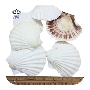 Conchas de Vieira Blancas para Manualidades y Decoración del Hogar, Listas para Enviar en 2026, Proveedor de Exportación Directa de Fábrica - Product Image 2
