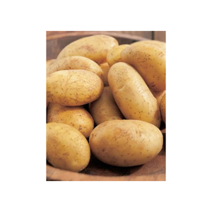 <b>Fresh</b> Potatoes Farm Grown Premium Quality Natural Export Grade Ocean Link Exim <b>Vegetable</b> for Cooking Daily Kitchen Food Use - Product Image 4