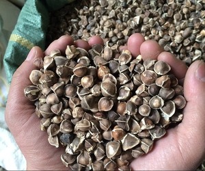 Utilisation agricole des graines de Moringa - Product Image 2