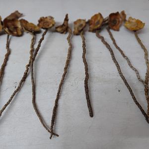 Material Botánico Natural Exótico, Varillas de Coco para Decoración de Bodas, Manualidades, Relleno de Acuarios - Product Image 6