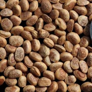 Aora grado óptimo para la salud Grado alimenticio Chironji CO2 Extracto de plantas Vitamina activa Cera de hierbas Lata de extracción de fluidos súper críticos - Product Image 1