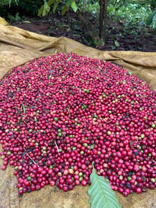 Café Vietnamita Tradicional, Mezcla de Robusta y Arábica 70%30%, Granos de Café Enteros, Personalizable OEM/ODM, Empacado en Bolsa de 1 kg - Product Image 6