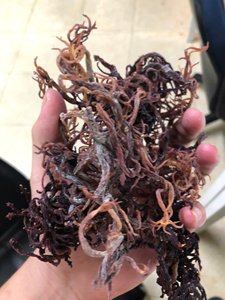 สาหร่ายทะเลแห้ง Eucheuma Cottonii วีแกน ซูเปอร์ฟู้ด สีทองม่วง เกรดอาหาร สำหรับทำเจลสาหร่ายทะเล สมูทตี้ ขายส่ง - คุณเกรซ - Product Image 6