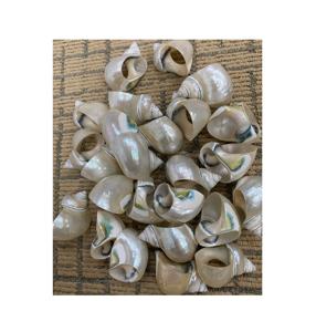Servilleteros de conchas marinas Turbo de perlas enteras extra grandes de Vietnam para decoraciones de bodas, festivales y fiestas como regalos de recuerdo - Product Image 2