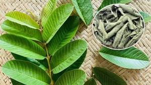 Té de Hoja de Alcachofa Premium de Grado Alimenticio |   Secado al Sol |   Venta al por Mayor Directa de Fábrica |   OEM y Marca Privada Vietnam - Product Image 6
