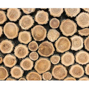 Troncos de madera de eucalipto, troncos de madera de abedul - Product Image 2