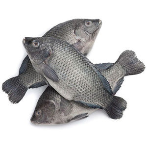 Proveedor de Tilapia, Tilapia Negra Entera Congelada de Primera Calidad, Alimento para Peces - Product Image 6