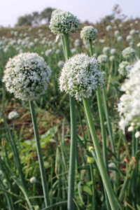 FB-RED 11 |   <span class=keywords><strong>Oignon</strong></span> tolérant aux chocs d'Inde | |   Farmson Biotech Pvt Ltd Inde - Product Image 3