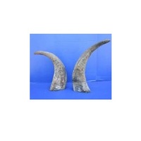 Cornes de buffle naturelles et pointes de corne sur mesure, cornes d'animaux brutes pour l'exportation