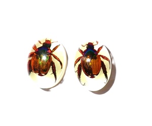 Cabochon ovale en plastique de 12x18 mm avec spécimen réel de coléoptère Golden Cockchafer, fond plat, effet lumineux, pour artisanat et fabrication de bijoux - Product Image 1